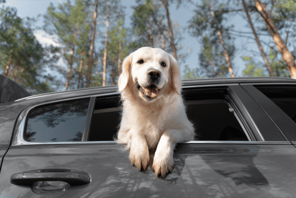 cachorro no carro 1